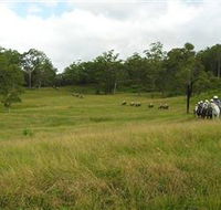 Numinbah Valley Adventure Trails - Accommodation QLD