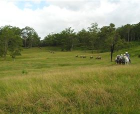 Numinbah Valley Adventure Trails - Accommodation QLD 0