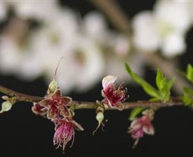 Fruit Salad Tree Company - Accommodation QLD 1