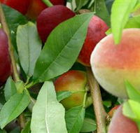 Fruit Salad Tree Company - Accommodation QLD