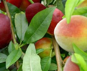 Fruit Salad Tree Company - Accommodation QLD 0