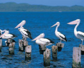 Walpole-Nornalup Inlets - Accommodation QLD 1