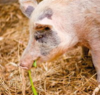Djanbung Permaculture Gardens - Accommodation QLD