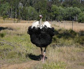 Glen Ian Ostrich And Emu Farm - Accommodation QLD 1