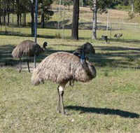 Glen Ian Ostrich and Emu Farm - Accommodation QLD