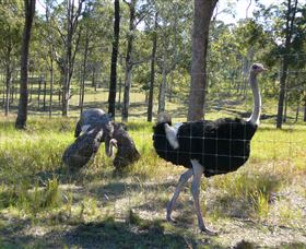 Glen Ian Ostrich And Emu Farm - Accommodation QLD 2