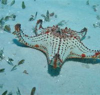The Pines Dive Site - Accommodation QLD