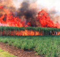 Reeves Family Sugar Cane Farm - Accommodation QLD