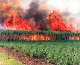 Reeves Family Sugar Cane Farm - Accommodation QLD 0
