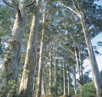 The Great Forest Trees Drive - Accommodation QLD