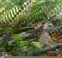 Wollumbin-Mount Warning National Park - Accommodation QLD