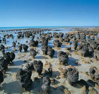 Hamelin Pool Stromatolites - Accommodation QLD