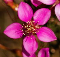 Flora - Accommodation QLD