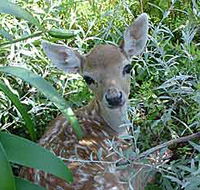 Mesopotamia Lodge Deer Park - Accommodation QLD