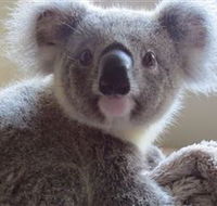 Koala Care Centre in Lismore - Accommodation QLD