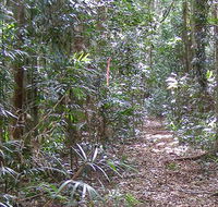Big Scrub loop walking track - Accommodation QLD