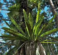 Whian Whian State Conservation Area - Accommodation QLD