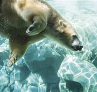 Australia's Sea World - Accommodation QLD