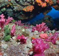Cherubs Cave Dive Site - Accommodation QLD