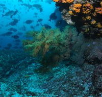 Henderson Rock Dive Site - Accommodation QLD