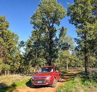 Wallingat Forest drive - Accommodation QLD