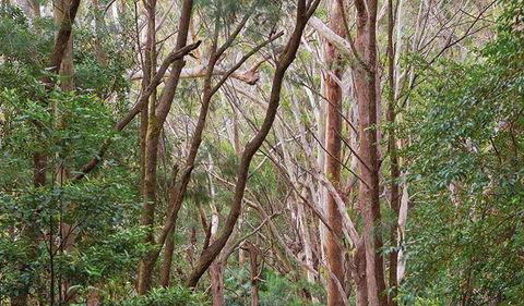 Ulidarra National Park - Accommodation QLD 1