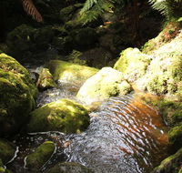 South East Forests National Park - Accommodation QLD