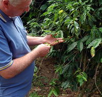 Wombah Coffee Plantation - Accommodation QLD