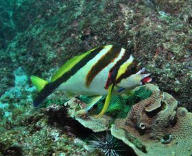 Palm Beach Reef Dive Site - Accommodation QLD 0
