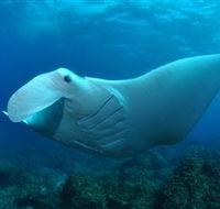 Manta Bommie Dive Site - Accommodation QLD