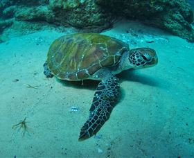 Manta Bommie Dive Site - Accommodation QLD 3
