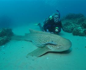 Manta Bommie Dive Site - Accommodation QLD 1