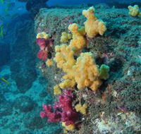 Shag Rock Dive Site - Accommodation QLD