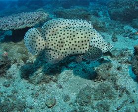Shag Rock Dive Site - Accommodation QLD 2