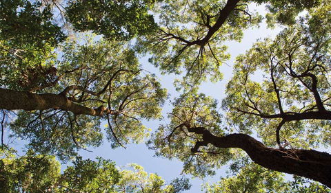 Coffs Coast Regional Park - Accommodation QLD 2