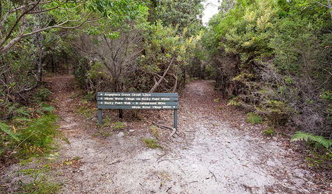 Angophora Grove Walking Track - Accommodation QLD 0