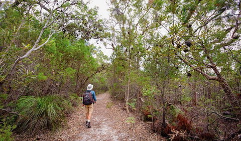 Angophora Grove Walking Track - Accommodation QLD 1