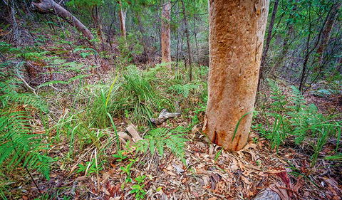 Angophora Grove Walking Track - Accommodation QLD 2