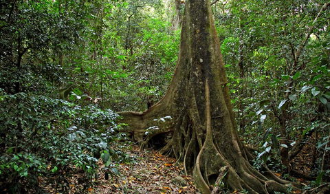 Iluka Nature Reserve - Accommodation QLD 2
