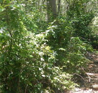 Bridle trail - Accommodation QLD