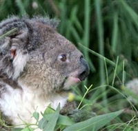 Koala Hospital - Accommodation QLD