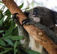 Macquarie Nature Reserve - Accommodation QLD