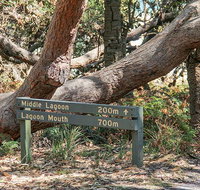 Middle Lagoon walking track - Accommodation QLD
