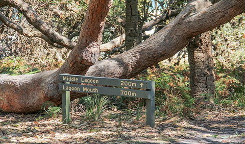 Middle Lagoon Walking Track - Accommodation QLD 0