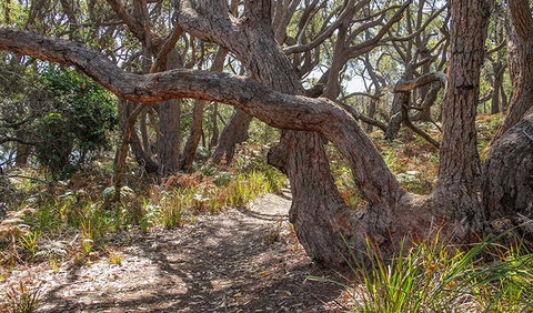 Middle Lagoon Walking Track - Accommodation QLD 2