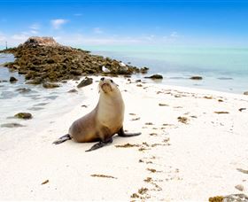 Abrolhos Islands - Accommodation QLD 2