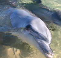 Dolphins of Monkey Mia - Accommodation QLD