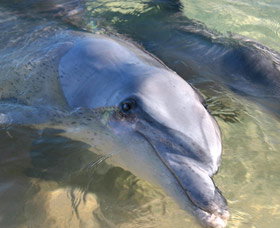 Dolphins Of Monkey Mia - Accommodation QLD 0