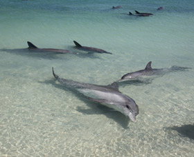 Dolphins Of Monkey Mia - Accommodation QLD 2