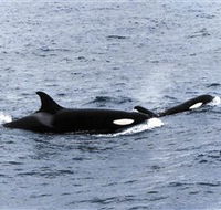 Killer Whale Trail - Accommodation QLD